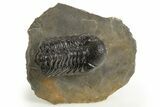 Detailed Austerops Trilobite - Ofaten, Morocco #325984-3